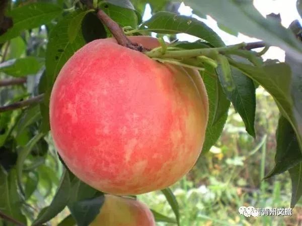 这样的青州，您不可错过~