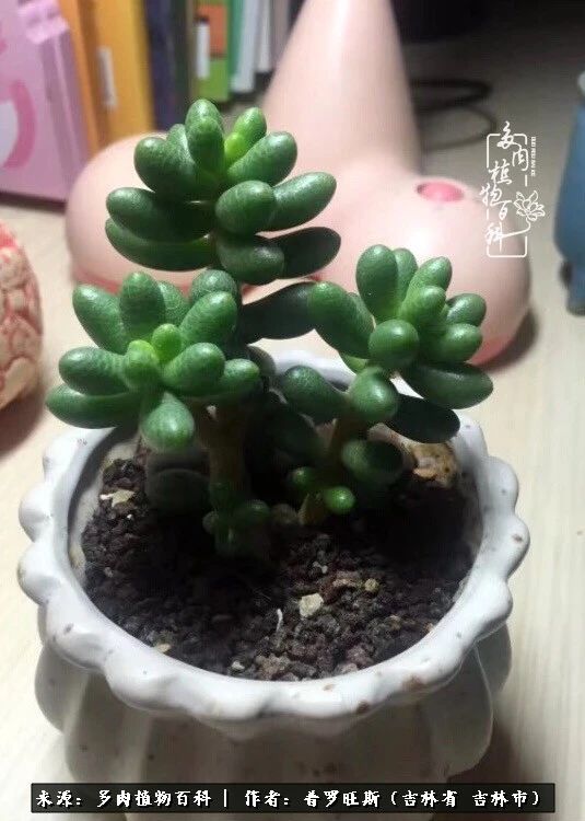 日日勤服侍，日日勤拂拭！服侍花儿，就是拂拭心灵