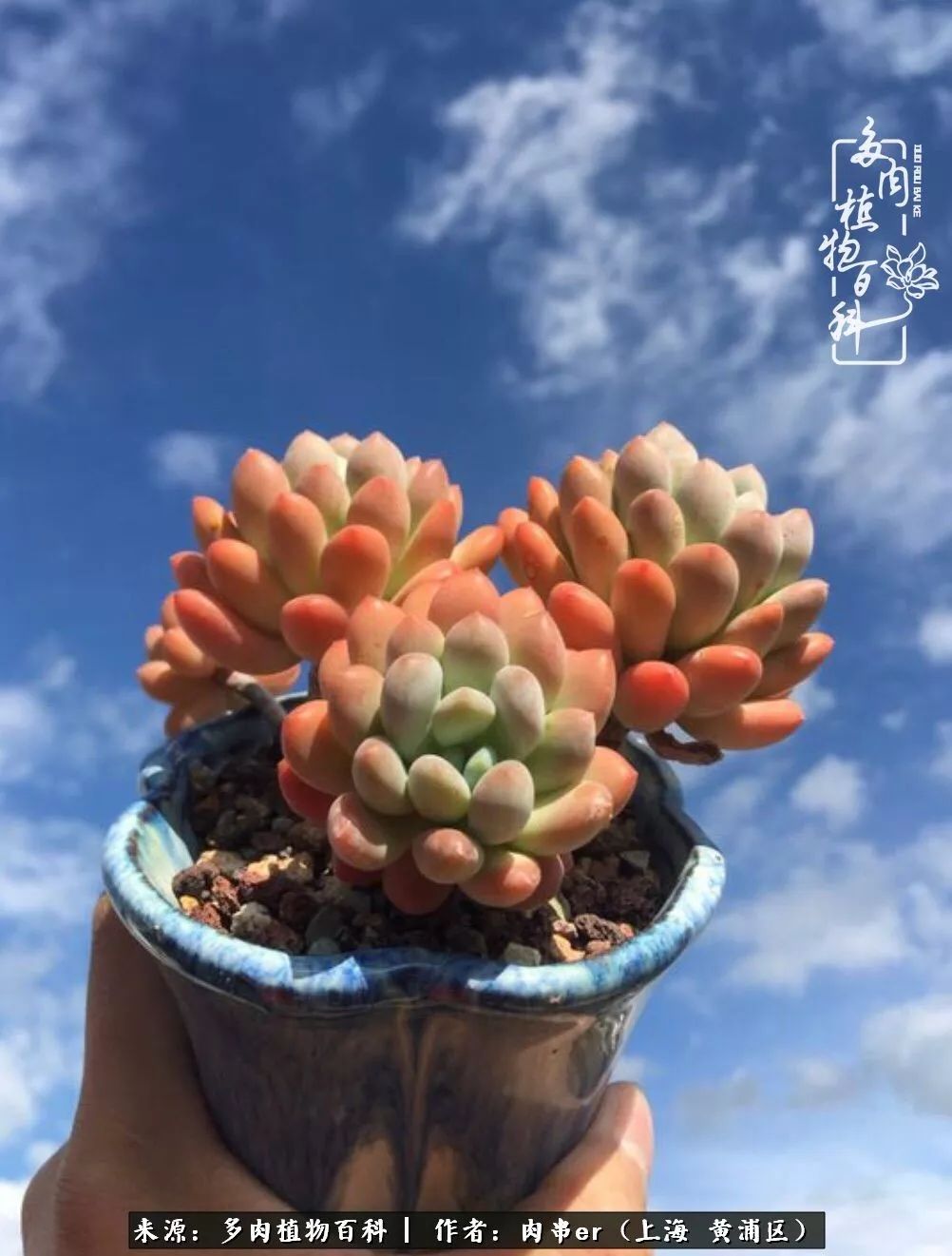 怎么用原相机拍多肉更好看,多肉怎么拍摄好看