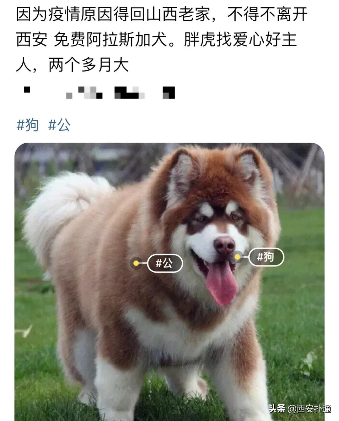 给狗相亲,代吃代喝...西安人在闲鱼上到底在卖啥?