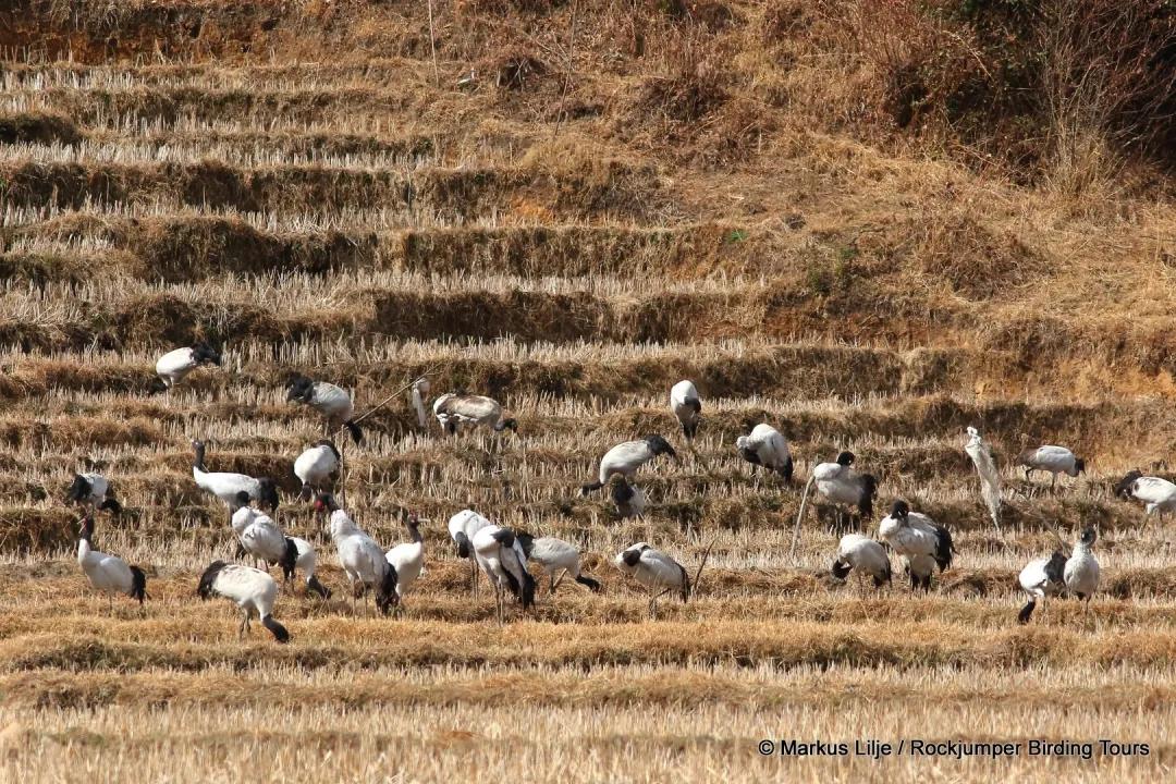 黑颈鹤的有趣之处,黑颈鹤有什么爱好