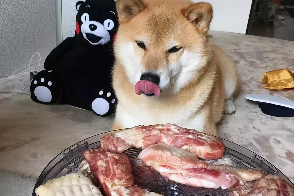 宠物狗吃肉对身体有害吗,吃肉对动物有什么影响