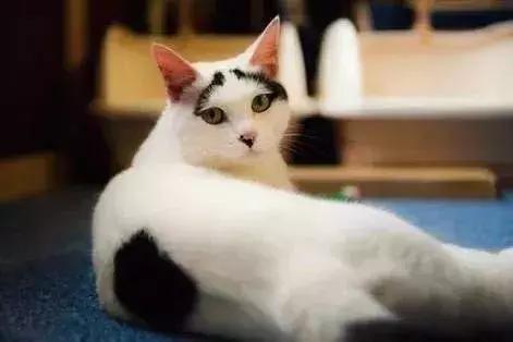 彩票店招财猫图片大全,招财猫中奖彩票