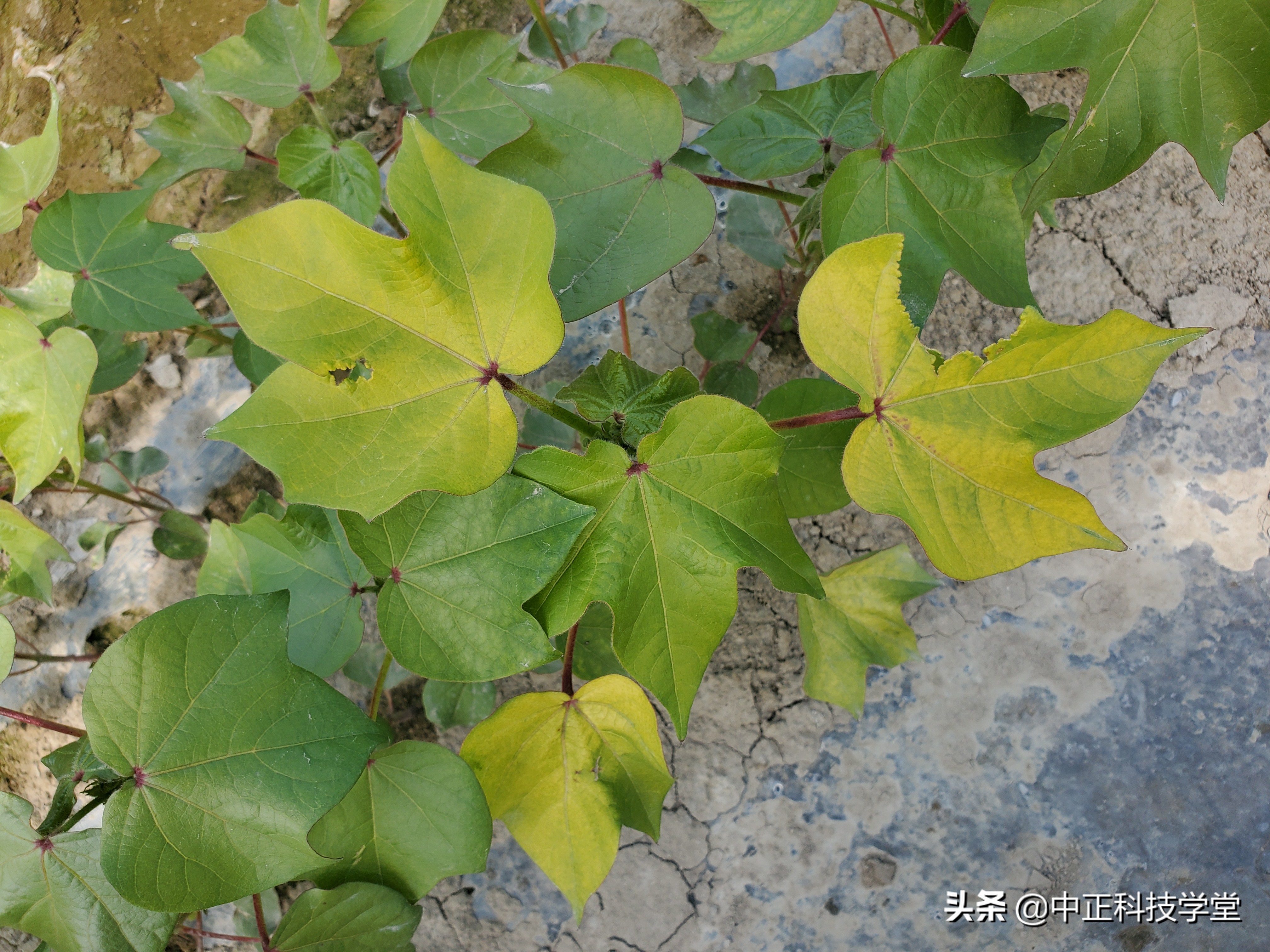 棉花缺肥的各种症状,棉花枯黄萎病怎么发生的