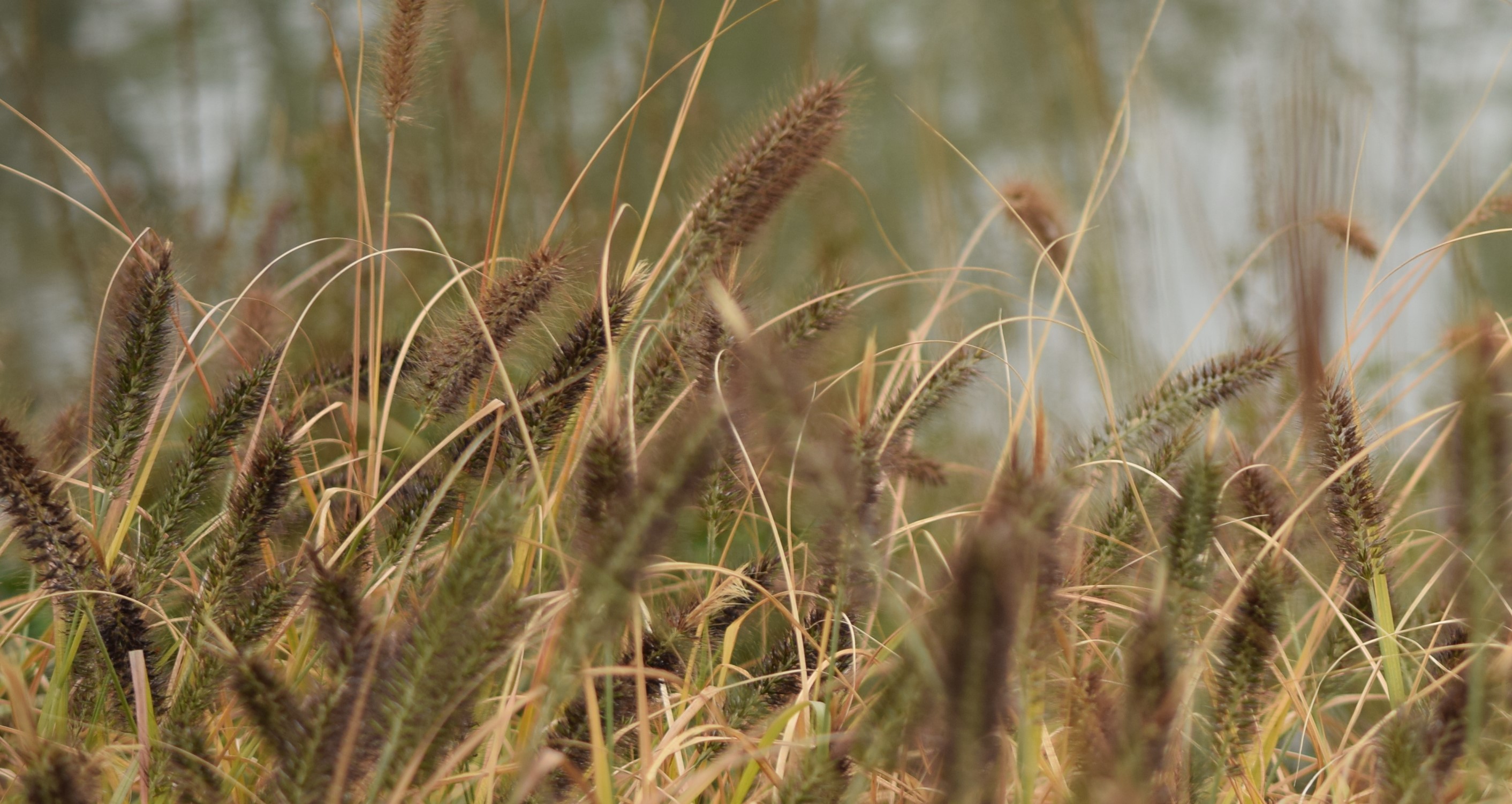 成语舞文弄墨,书法类成语