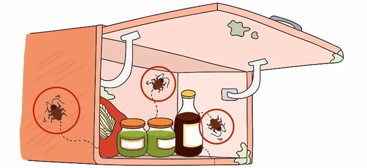 蟑螂卵都不剩的灭蟑方法,彻底消灭蟑螂老窝