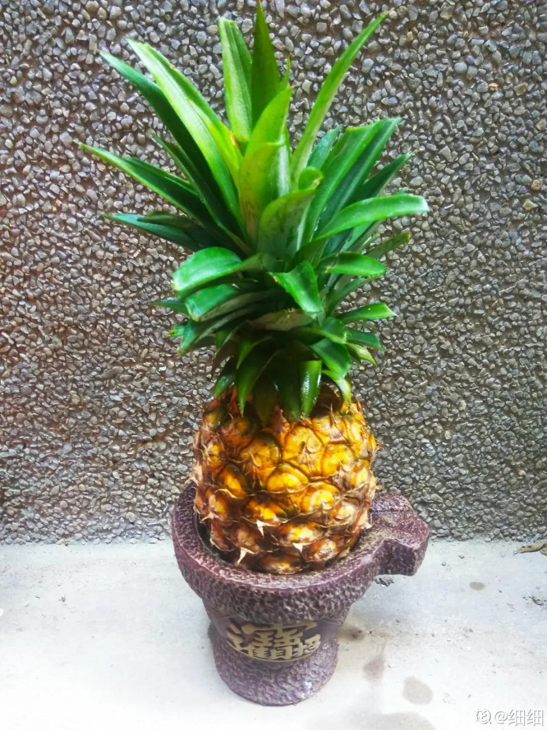 芒果核种芒果的过程,菠萝芒果核种植视频