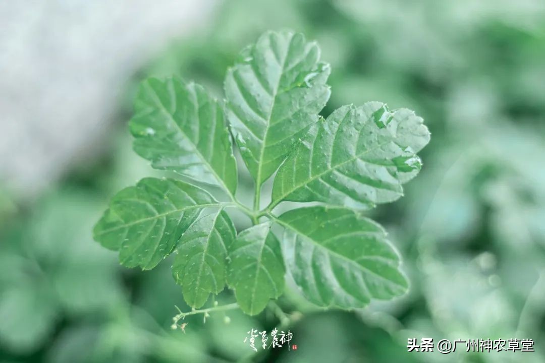 养生泡茶的中草药有哪些,泡茶最好的中草药