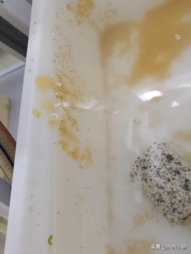 第一次繁殖宠物,自己繁殖锦鲤