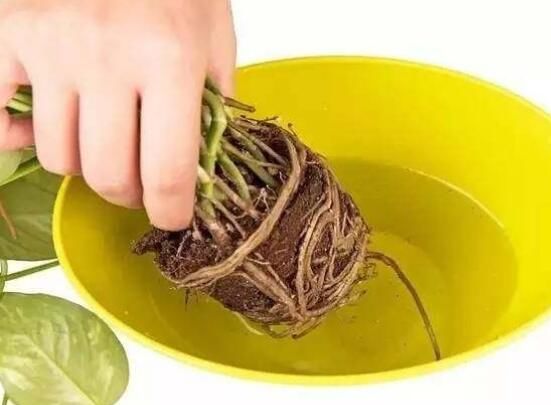 种花一年四季都能生根,冬天种花枝条多久生根