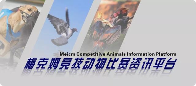 有什么方法让鸽子不飞远,什么方法可以让鸽子不乱落