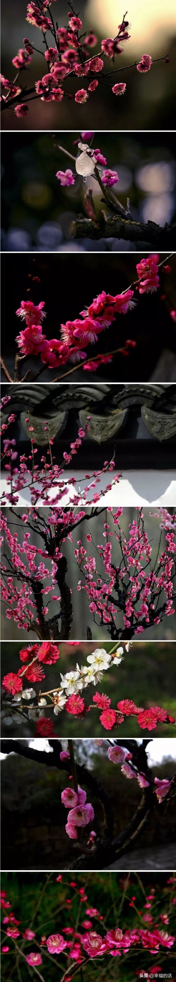 中国十大名花图片及花语,山茶花是中国十大名花吗