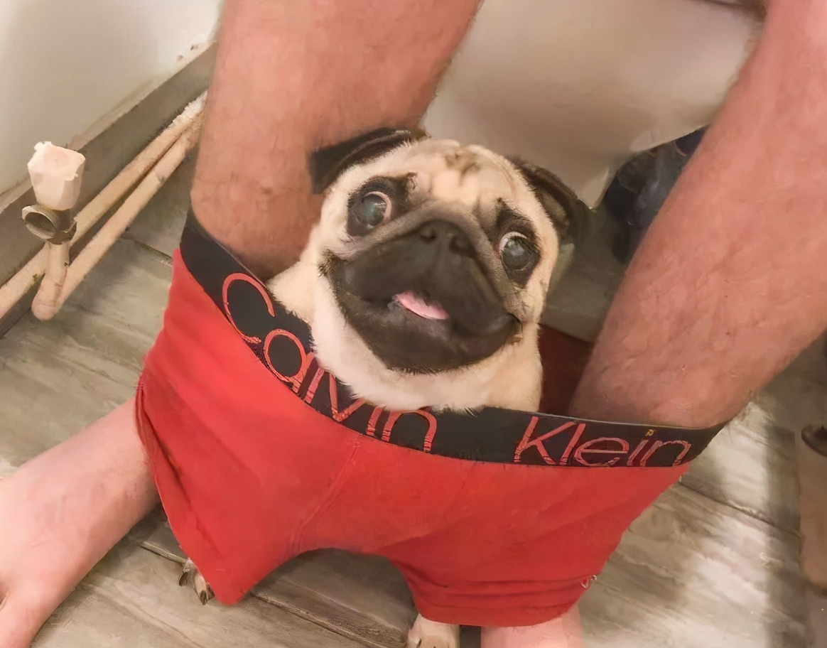 巴哥犬好养吗斗牛犬好养吗,巴哥犬为什么禁养