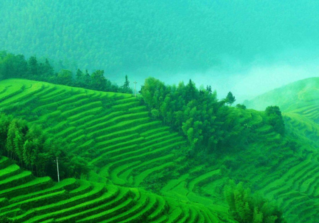 稻田主要杂草的识别与防治有哪些,稻田里有杂草先施肥后除草行吗