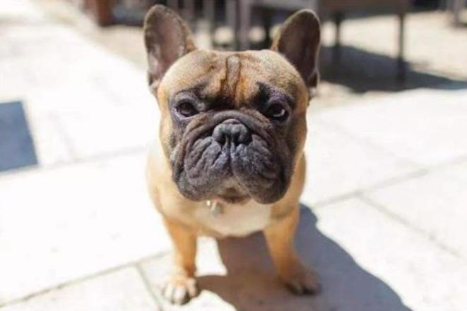 只有富人才能买的狗,只有土豪才养得起的狗