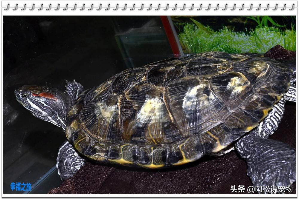 巴西龟容易养还是难养,巴西龟为什么不推荐新手养