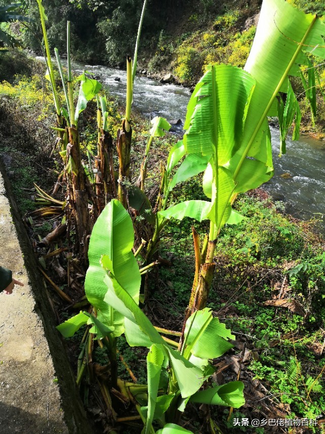 芭蕉树和香蕉树的图片大全,香蕉芭蕉树长什么样