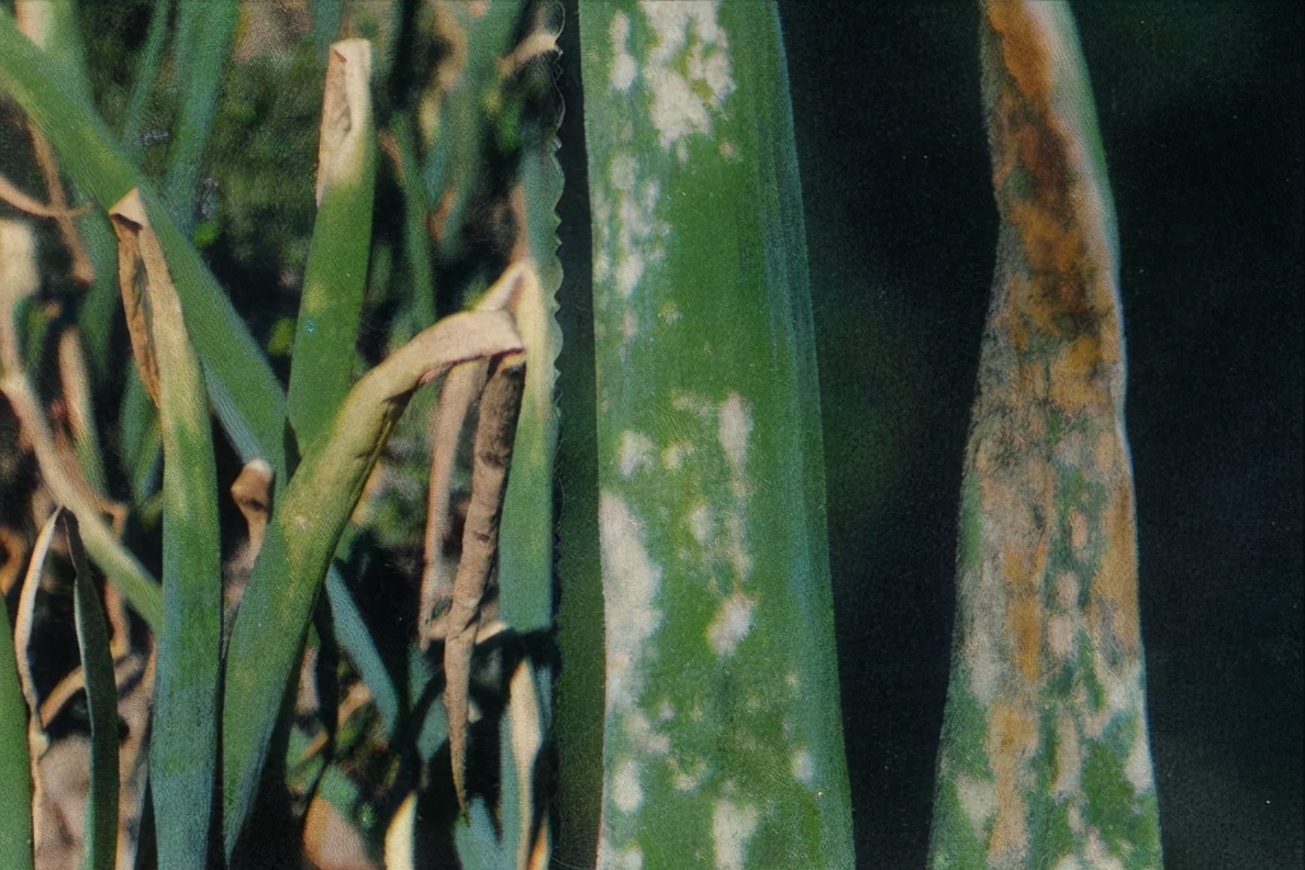 大葱叶片干尖是什么病,大葱叶子上有白点用什么药最好