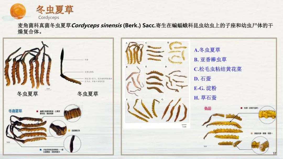 常见中药饮片假劣鉴别,中药饮片真伪鉴别