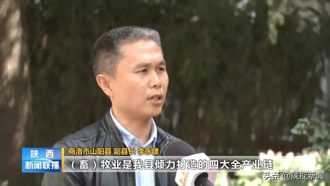 商洛山阳县这帮人对牛粪做了啥?竟比纯养牛多挣了10倍!