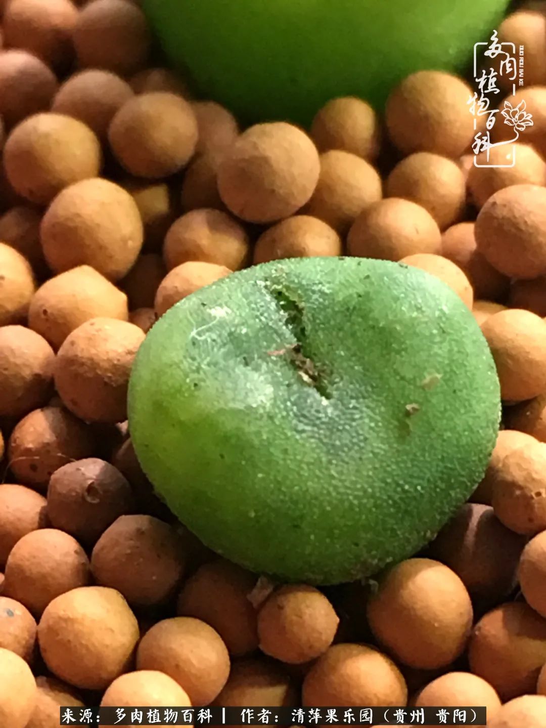 生石花庭院,晶莹剔透的生石花