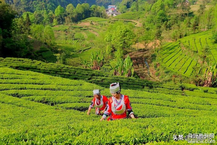 湖南慈利县三合镇牧羊冲茶马古道罕见的古旧茶具探秘