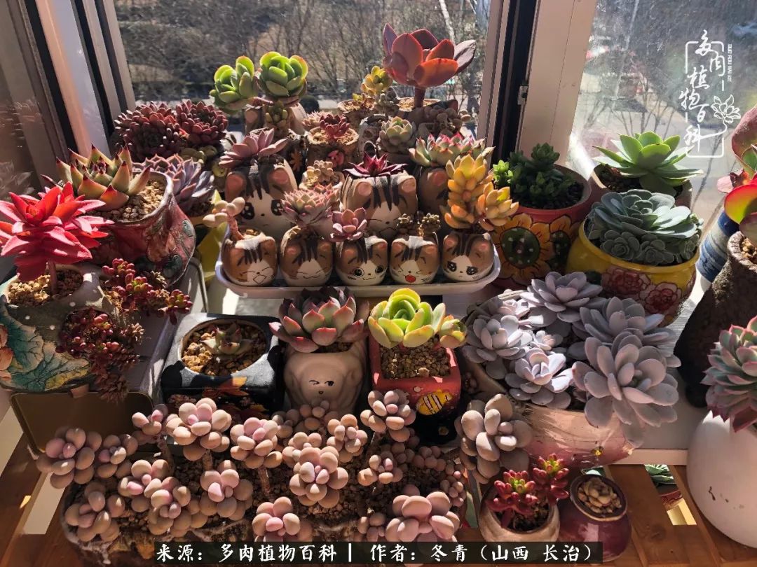 阳台养多肉徒长怎么办,阳台养多肉养殖方法和注意事项