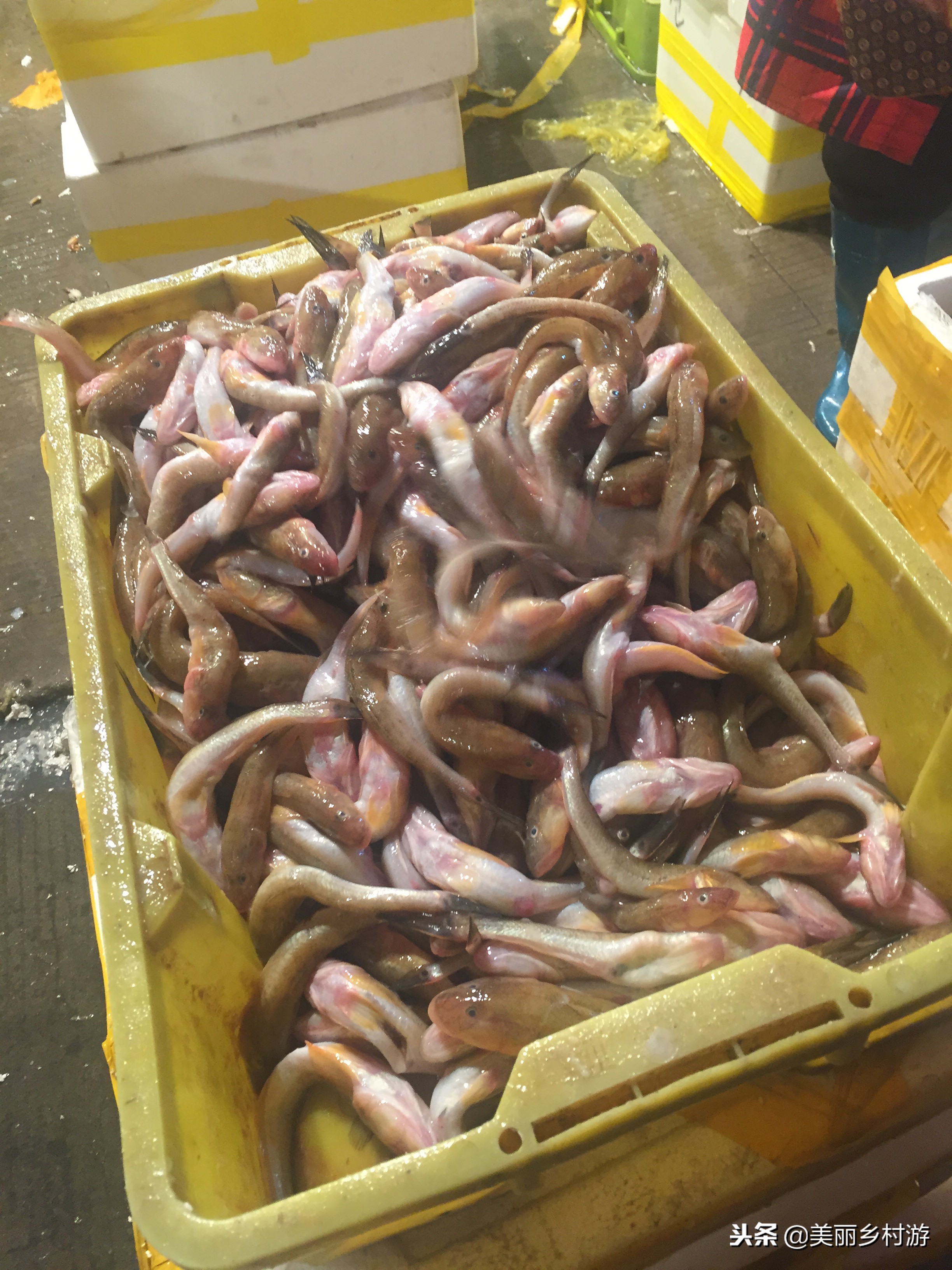 莆田傍晚海鲜批发码头,莆田海鲜批发市场营业时间