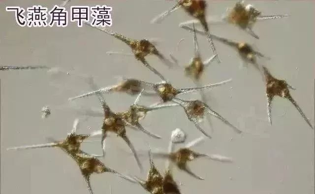 水中常见的绿藻,列举哪些常见藻类是绿藻