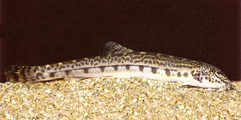 野生泥鳅品种图片大全大图,最大的泥鳅图片大全