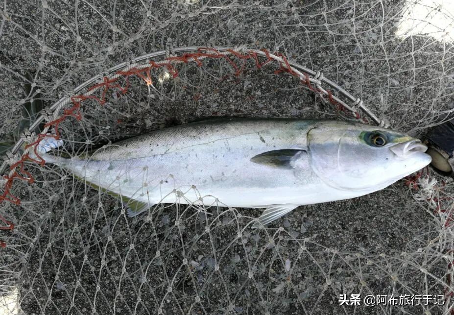 日本名古屋海钓线路,去名古屋还可以去哪里玩