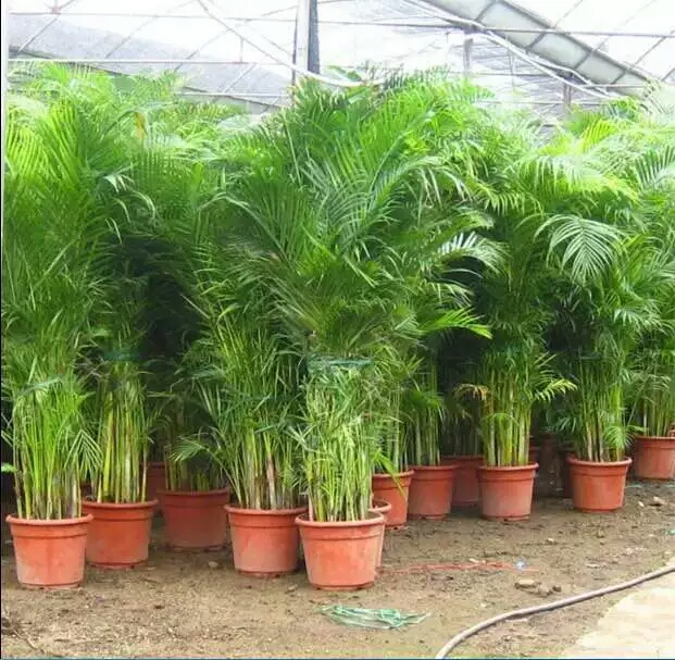 刚买的散尾葵叶子枯萎怎么办,散尾葵叶子冻了怎么办