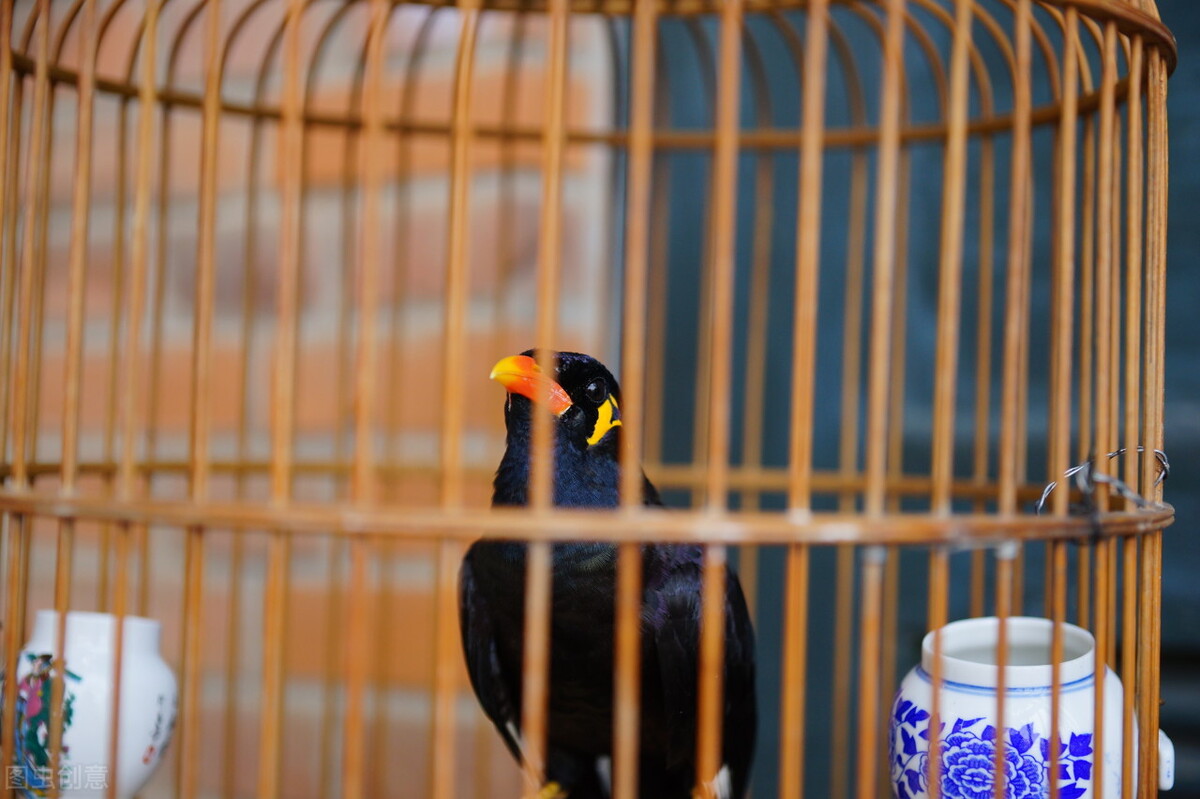 鸟笼效应让孩子主动学习,孩子不自律怎么办懒鸟效应