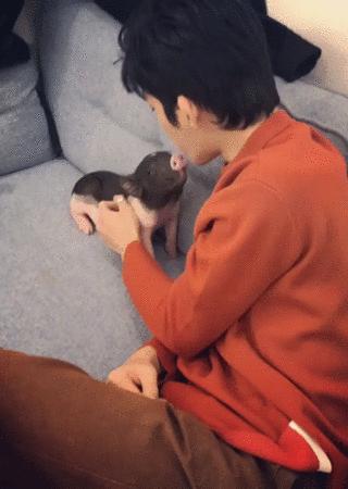 井柏然的家曝光,井柏然的猪