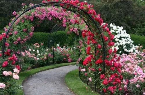 爬藤月季怎么牵引花墙才能开爆花,藤本月季太矮开了很多花怎么牵引