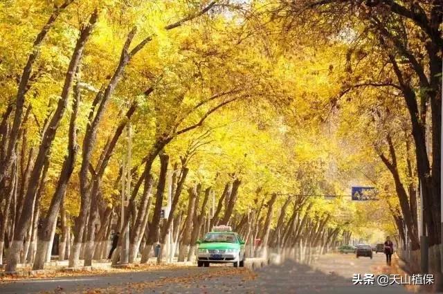 上榜啦！*疆新**鸟市和石市即将被国家命名！未来发展不可估量