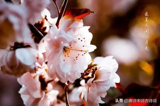 四月相聚的诗词,最美人间四月天唯美诗词