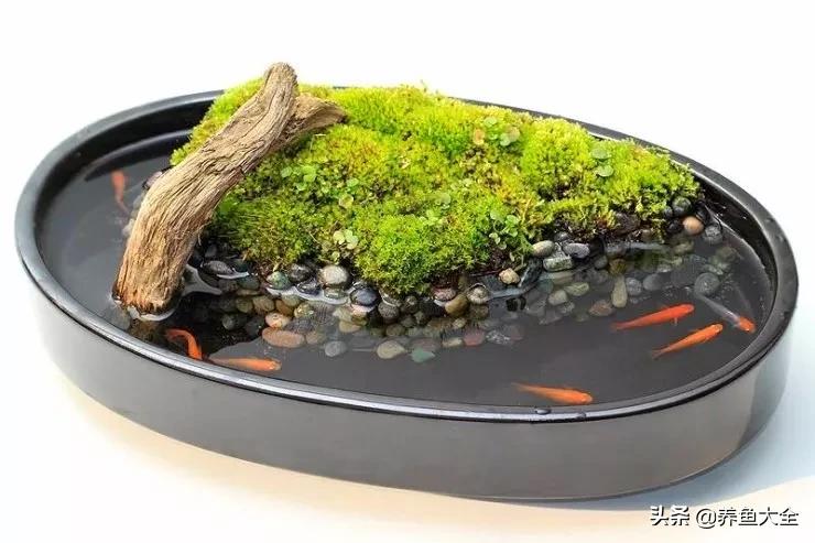 什么金鱼好养又好看,养哪种金鱼又好看又好养