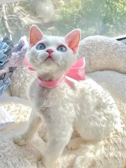 新手养猫不建议养的四种猫,适合新手和不建议新手养的猫