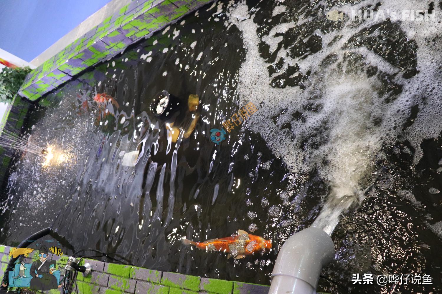 恕我直言，翻滚滤材的出现，是我国观赏鱼行业的一次*退倒**