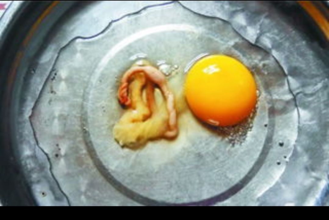 鸡蛋里有血丝,这样判断后,再做决定