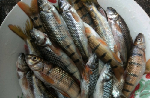 钓溪石斑鱼需要准备哪些,溪坑石斑鱼食用方法