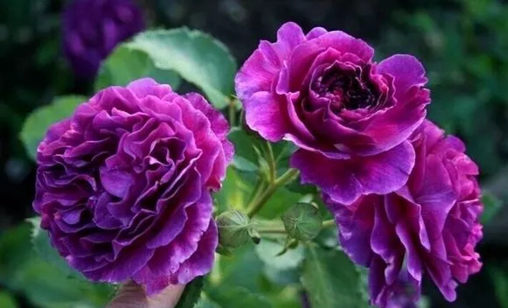 100种月季品种大全集,适合地栽的蓝紫色月季有哪些