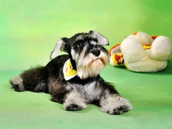 推荐各种狗狗的类型,10种有型罕见的狗狗