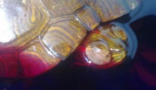 乌龟用高锰酸钾消毒的正确方法,聚维酮碘能给新买的乌龟消毒吗