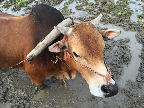 澳洲出现牛吃蛇,澳洲牛吃蛇有什么预兆