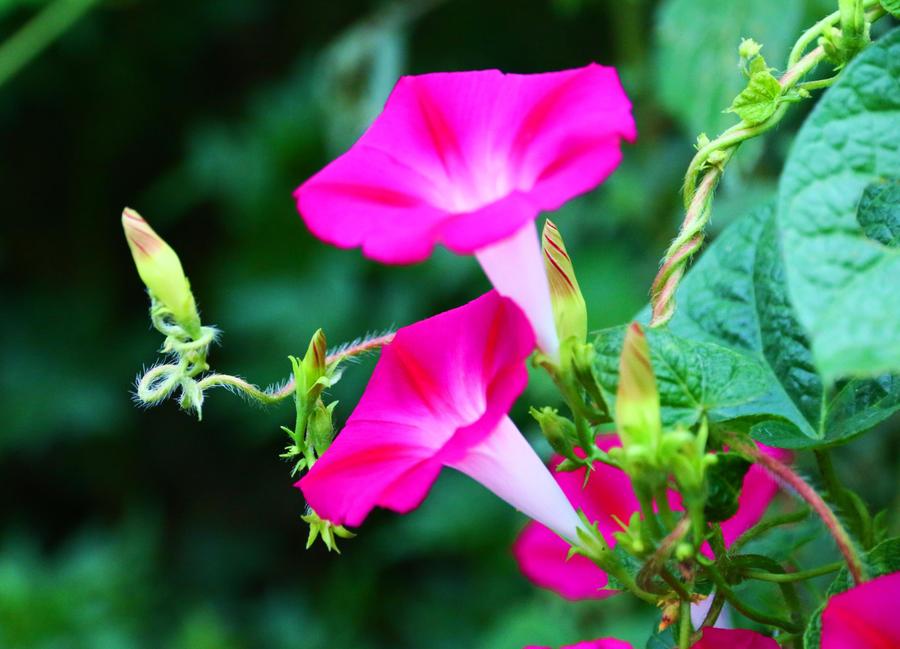 美人如花隔云端前一句,美人如花隔云端的下一句是什么