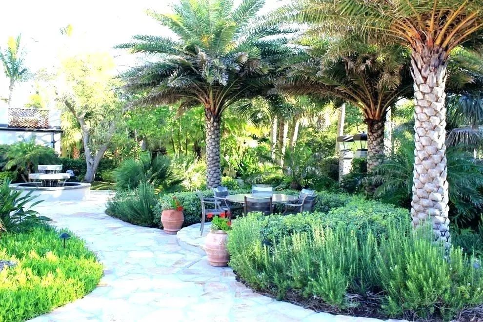 棕榈科植物的景观用途,观赏棕榈植物与景观