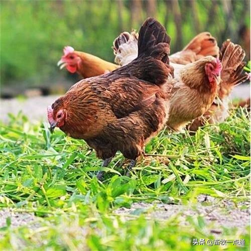 如何防控肉鸡白色念珠菌感染和鸡组织滴虫病？