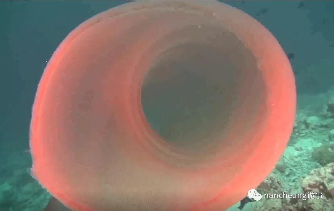 深海迷航第49天神秘生物,深海海底神秘的10种生物